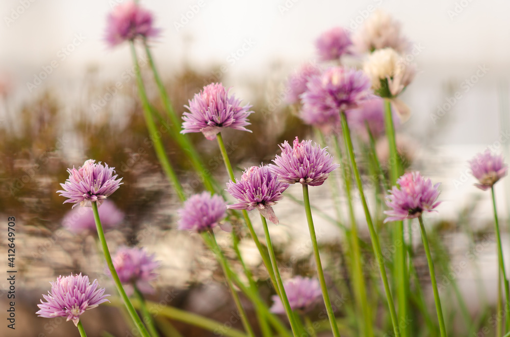 Fototapeta premium Chive flowers blooming in the garden.
