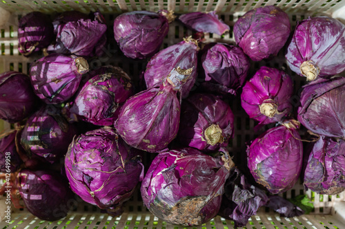 crate of purple cabbages at harvest 