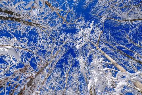 Winter snow on trees blue sky