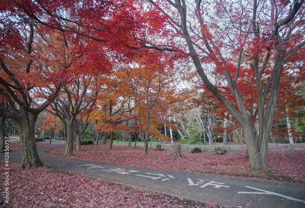 Naklejka premium Yoyogi Park Tokyo Japan Stock Photo Stock Images Stock Pictures