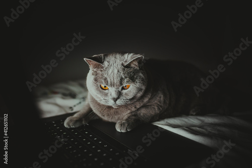 British cat works behind a laptop in bed long into the night, Wallpaper, Night-night, working home, cat life, British Shorthair cat