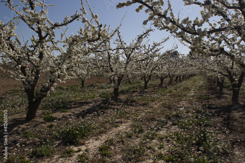 Ciruelos en floración. Cieza (Murcia-España).