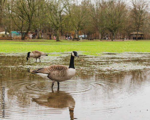 birds, Canadian goose