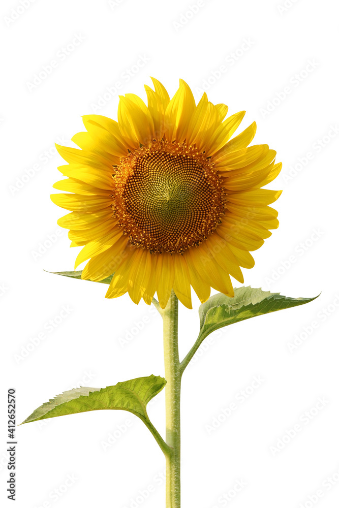 Fototapeta premium sunflower isolated on white