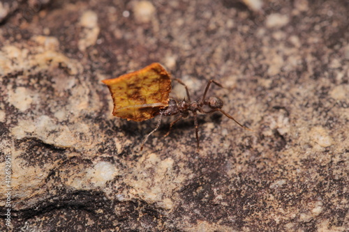 ant carrying leaf © Lucas