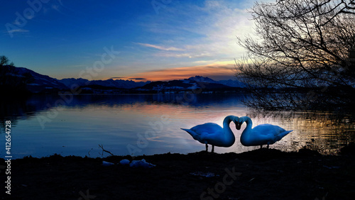 A loving swan couple at lake. with Copy space