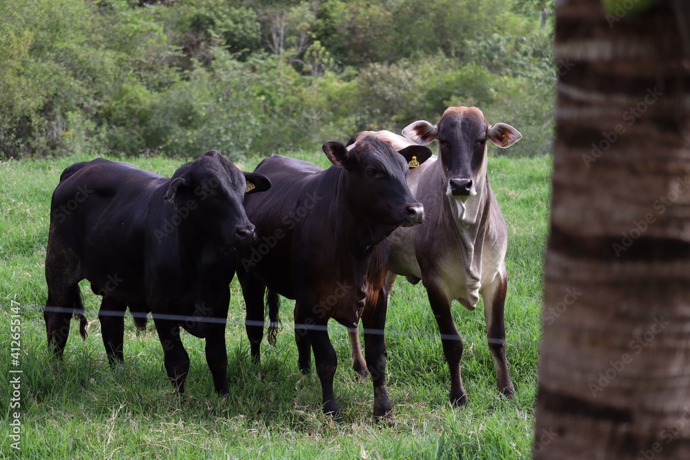 Cows Cows