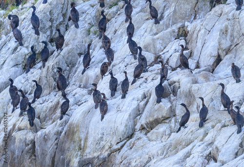 Flock of double-crested Cormorants on cliff in Glacier Bay， Alasaka photo