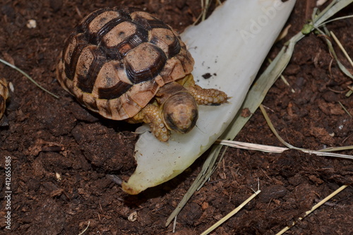 tortue sur un os de seche photo