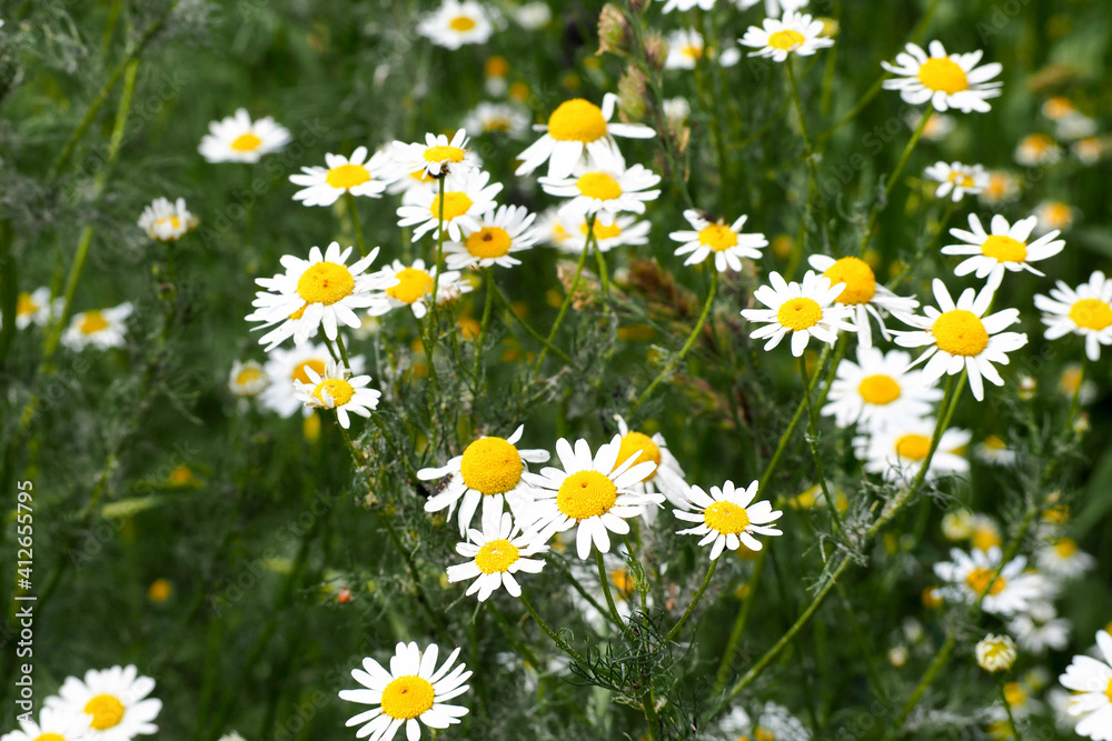 Fototapeta premium many buds of small white and yellow daisies in the park