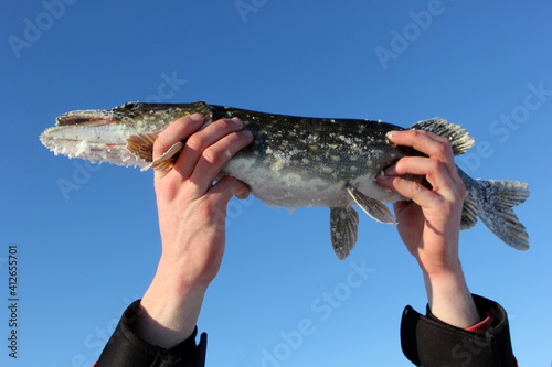 up in the hands of a fisherman holds a North pike against a blue sky background. during cold winter time. Ice fishing 