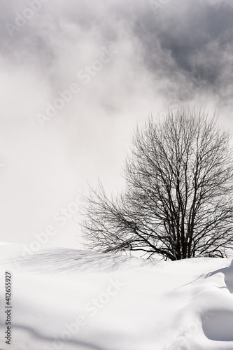 Tableau sur toile albero nuvole nebbia montagna neve
