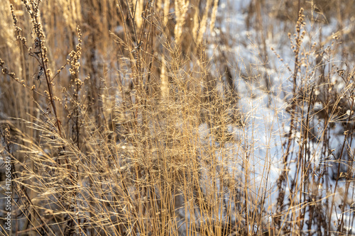 An orange dry grass with frost on the top is on a beautiful blur background with bokeh light in winter