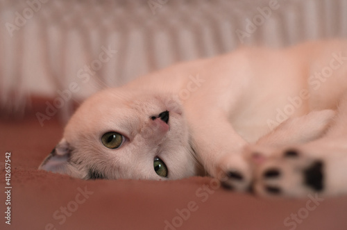 a cat lying in bed with an intense gaze