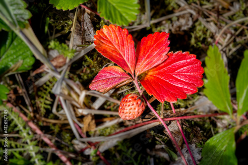 Wild strawberry in Alaska