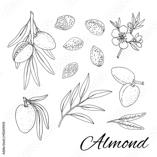  Almond. Set with branches with leaves and fruit. Blossoming almond. Nuts and kernels. Hand drawn vector illustration isolated on white background.