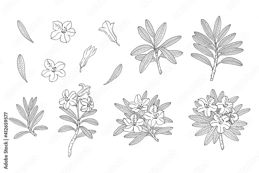 Rhododendron or Alpine rose. Evergreen alpine mountain shrub. Hand drawn contour vector illustration. Vector set with outline flower isolated on white background.