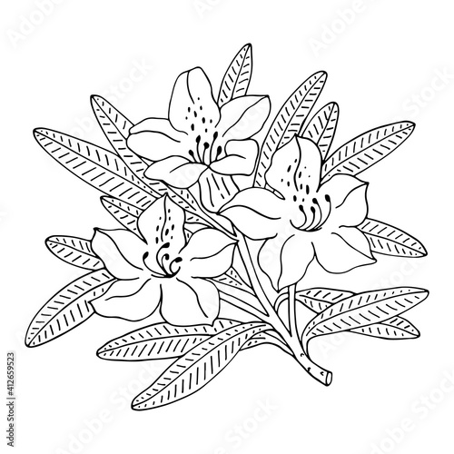 Rhododendron or Alpine rose. Evergreen alpine mountain shrub. Hand drawn contour vector illustration. Outline flower isolated on white background.