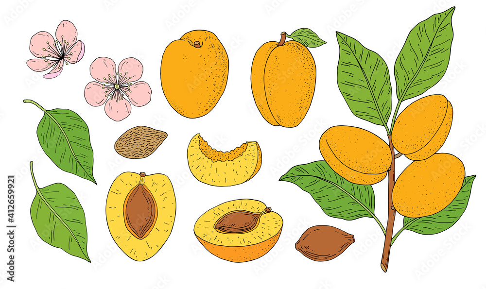 Apricot fruits. Hand drawn linear set with fruit, branch, flower, kernel and slice. Vector illustration. Outline image isolated on white background. Apricot fruits. Hand drawn linear set with fruit, branch, flower, kernel and slice. Vector illustration. Outline image isolated on white background.