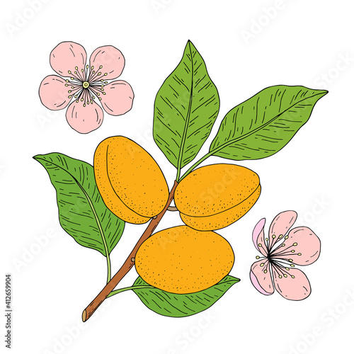 Apricot fruits. Hand drawn linear set with fruit, branch, flower. Vector illustration. Outline image isolated on white background.