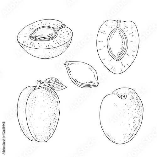 Apricot fruit. Whole fruit and slice. Hand draw vector illustration. Outline paint isolated on white background.