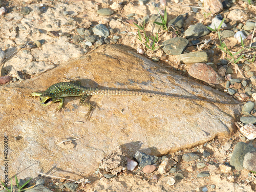 A young specimen of ocellated lizard on a very aggressive stone. Timon lepidus. 