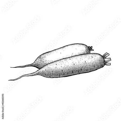Daikon white radish. hand drawn vector sketch illustration. Isolated on  white background. Organiic food.