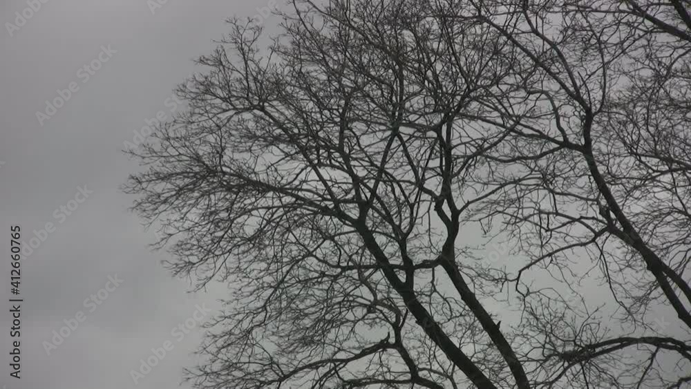 Bare winter trees. Cold winter day with grey clouds.
Bare winter trees. Cold winter day with grey clouds.