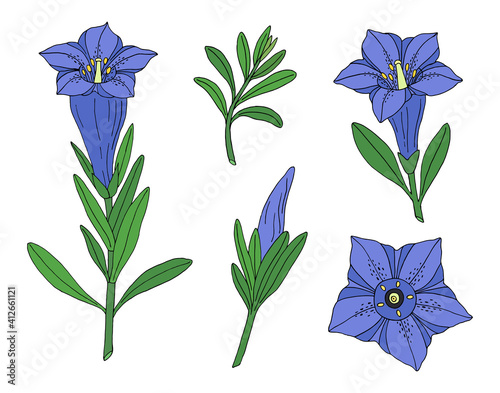 Gentian flower set. Montain wildflower. Hand drawn sketch. Vector drawing isolated on white background.