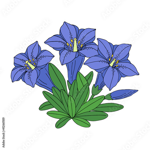 Gentian flower bouquet. Montain wildflower. Hand drawn sketch. Vector drawing isolated on white background.