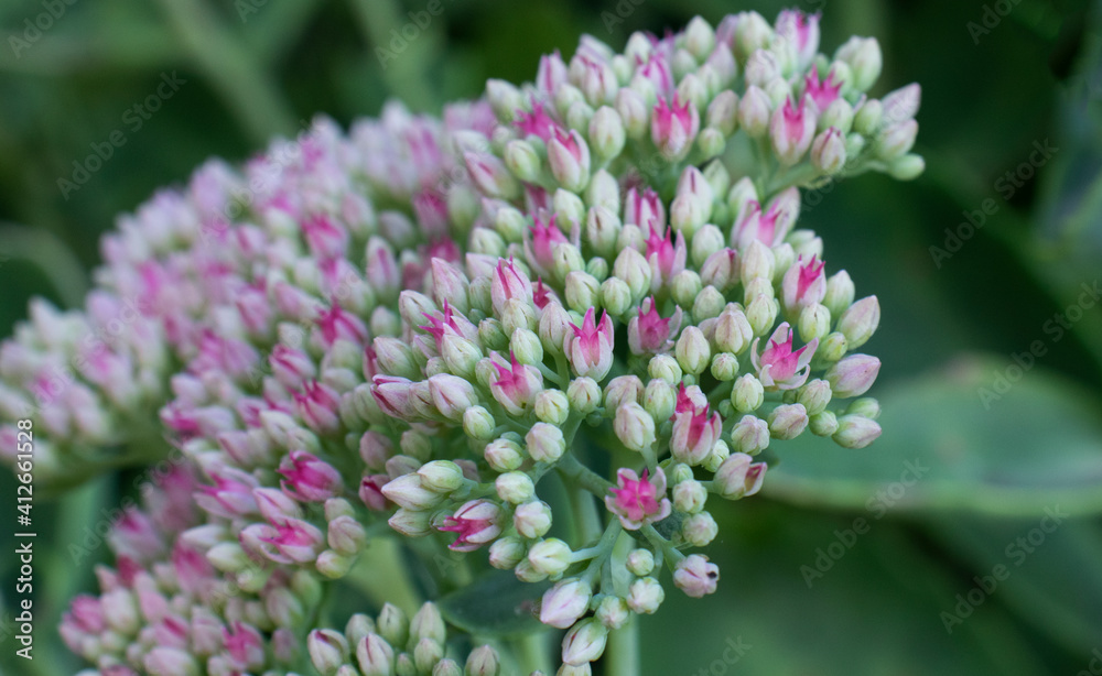 background of green plants and pink buds in the garden background of green plants and pink buds in the garden