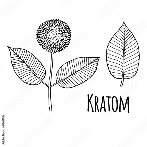 Kratom (Mitragyna speciosa) flower with leaves. Hand drawn vector illustration.