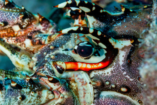 Closeup of a painted spiny lobster under the coral