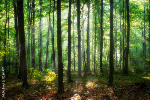 Beautiful morning in the forest © Piotr Krzeslak