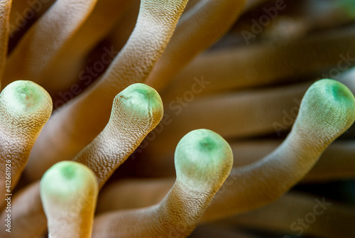 Close-up view of a common sea anemone photo