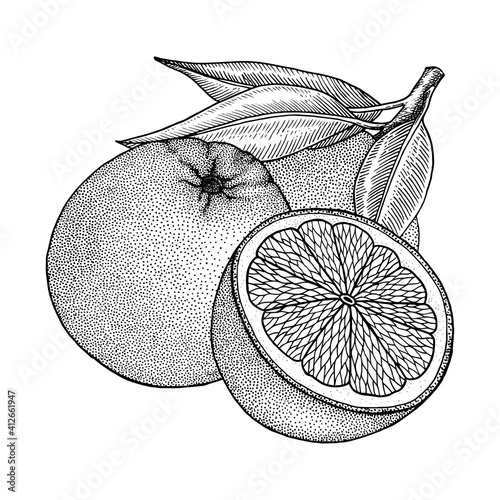Oranges. Citrus whole, half fruit, branchs, leaves. Retro, engraved vintage style.  Hand drawn vector illustration isolated on white.