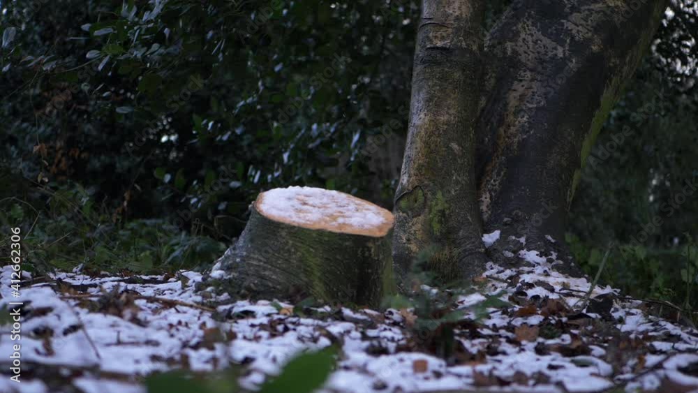 Chopped tree in woodland after winter snowfall Chopped tree in woodland after winter snowfall