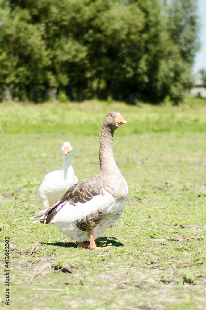white goose on the grass, gray goose by the lake, poultry in the pasture, bird with a long neck, geese graze in a green meadow white goose on the grass, gray goose by the lake, poultry in the pasture, bird with a long neck, geese graze in a green meadow