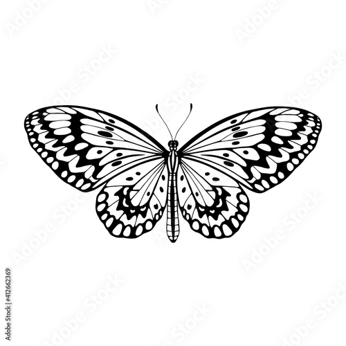 Idea leuconoe, tropical butterfly. Hand drawn vector illustration.