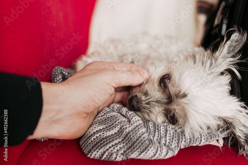 Man's hand gently stroke cute little dog (Bolonka Zwetna) lying in bed