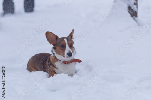 the Little fluffy affectionate dog in the snow, corgi cardigan