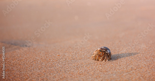 Close-up hermit crab on beach 