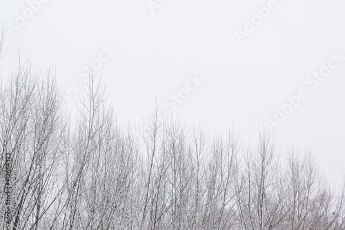 Snow covered tree branches. Winter landscape with free place