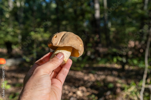 A white mushroom found in a forest on the banks of the Khopyor River on a solo kayak trip in the summer of 2020.