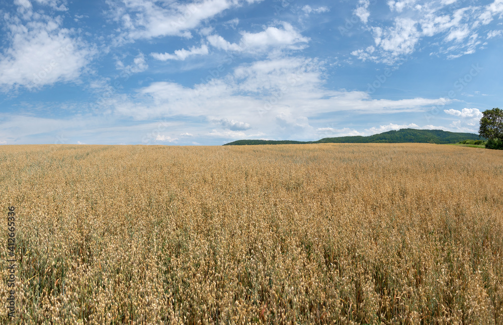 Reifende Haferpflanzen wachsen auf einem Feld im Sommer bei malerischem Himmel