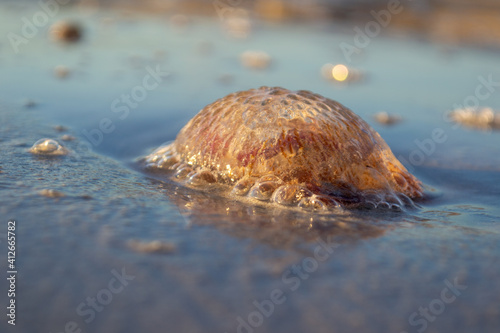 A beautiful closeup of a jellyfish selective focus bokeh on the beach sand dragged by the waves at the mediterranean coast of Mallorca Island during the golden hour sunset 
