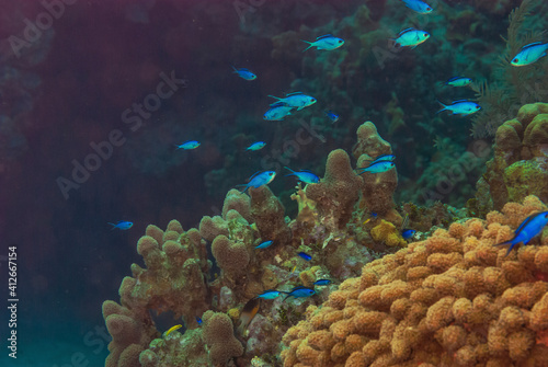 Fototapeta Naklejka Na Ścianę i Meble -  School of Blue Chromis swimming over the coral reef