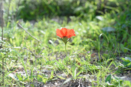 Beautiful nature view of red flower blooming in sunny field under sunlight at the middle of spring day.