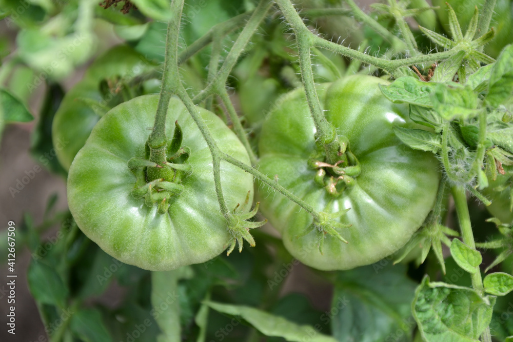 Green tomatoes. Fresh organic tomato in countryside garden. Organic vegetables. Beautiful tomato plant. Ecologically clean agriculture. Green tomatoes. Fresh organic tomato in countryside garden. Organic vegetables. Beautiful tomato plant. Ecologically clean agriculture.