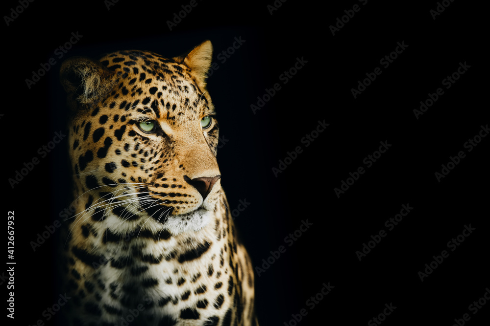 Isolated Intense Portrait of a Yellow Leopard Looking to the Right Isolated Intense Portrait of a Yellow Leopard Looking to the Right